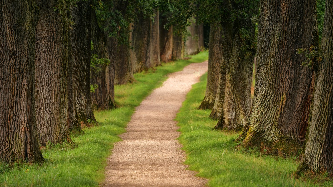 A single path curving on through an avenue of old trees